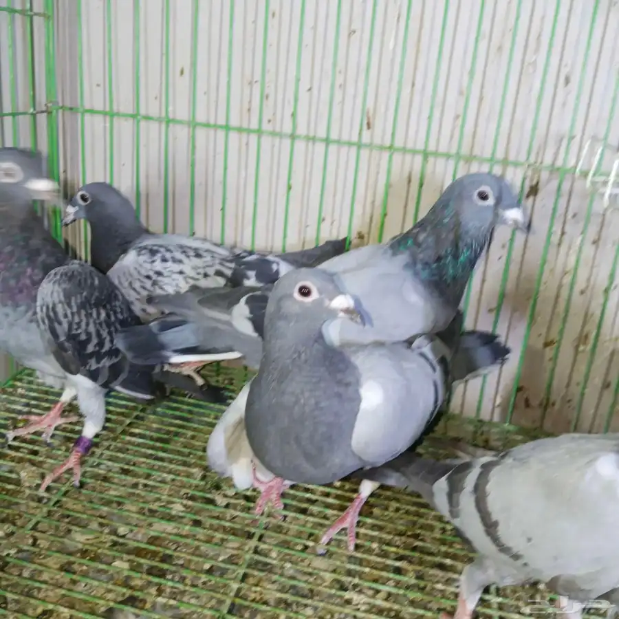 طبات زاجل سباق 1