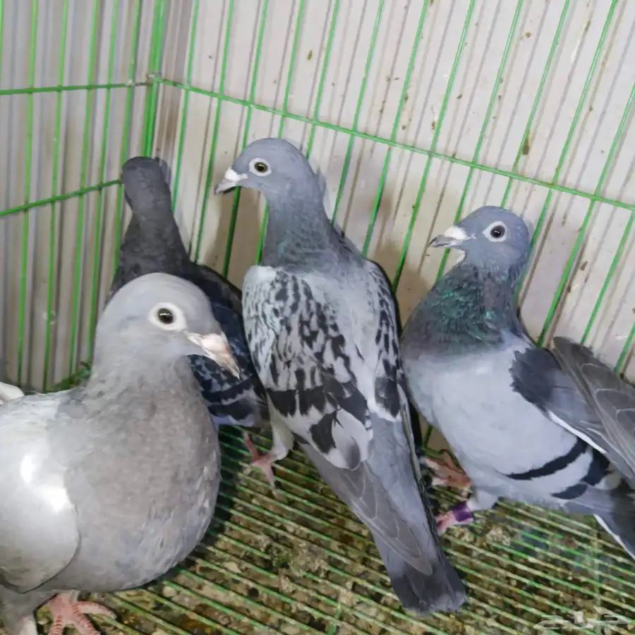 طبات زاجل سباق 0