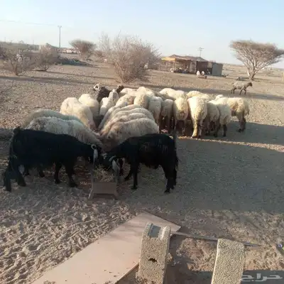 غنم نعيمي للبيع الموقع المويه شمال الطائف 1