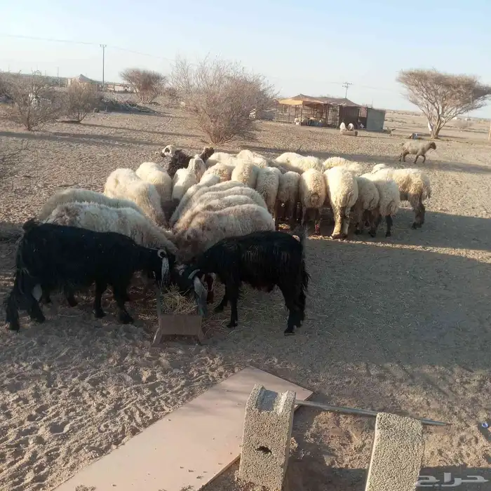 غنم نعيمي للبيع الموقع المويه شمال الطائف 1