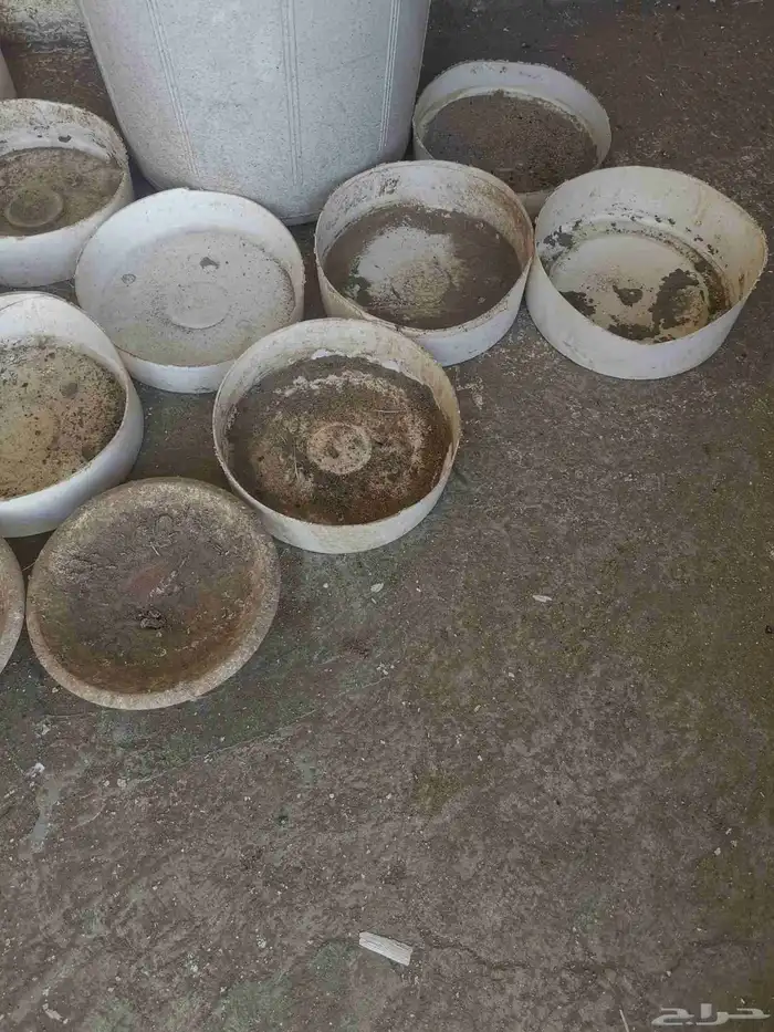 صحون تفقيس للطيور والدجاج 0