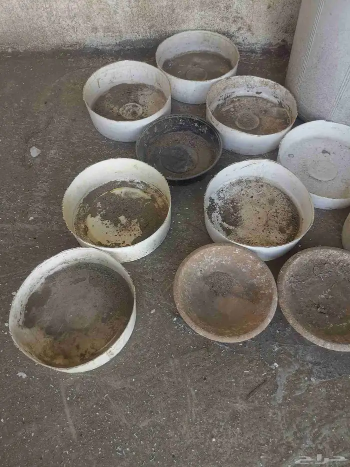صحون تفقيس للطيور والدجاج 1