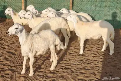 طليان حري سمان ومقفلات واطراف تجمل للمناسبات 6