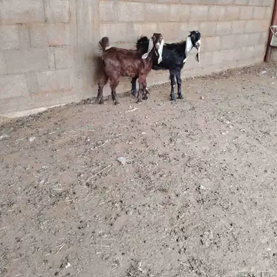 جفار العدد 2 توم عمارهن حول 3 شهر سليمات من اي مرض 0