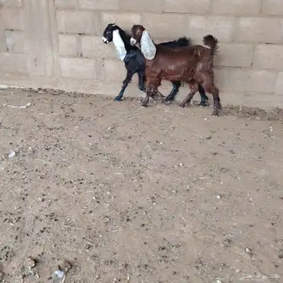 جفار العدد 2 توم عمارهن حول 3 شهر سليمات من اي مرض 1