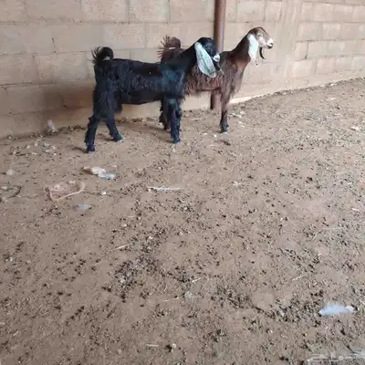 جفار العدد 2 توم عمارهن 4 شهر سليمات من اي مرض 0