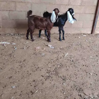 جفار العدد 2 توم عمارهن حول 3 شهر سليمات من اي مرض 2