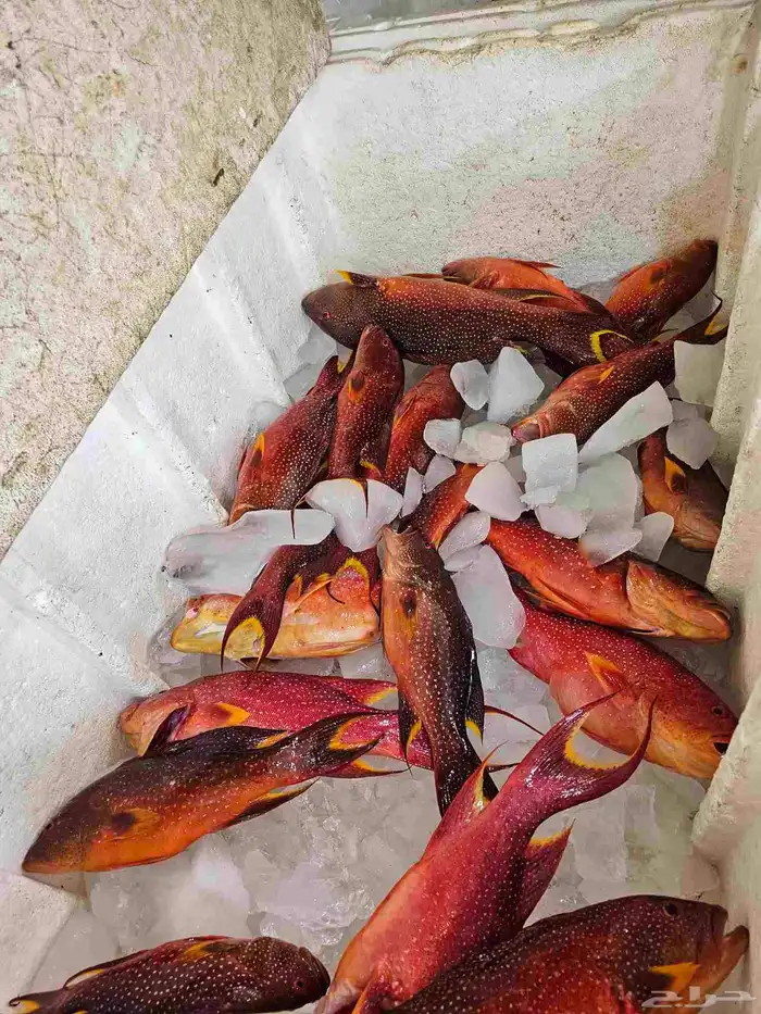 تبغا اسماك طازجه فاخره 5