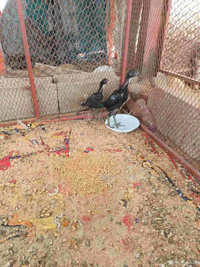 شامو الماني 0