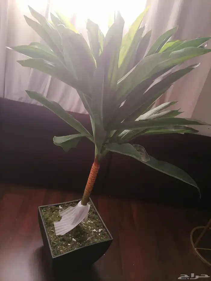 أشجار زينه 1