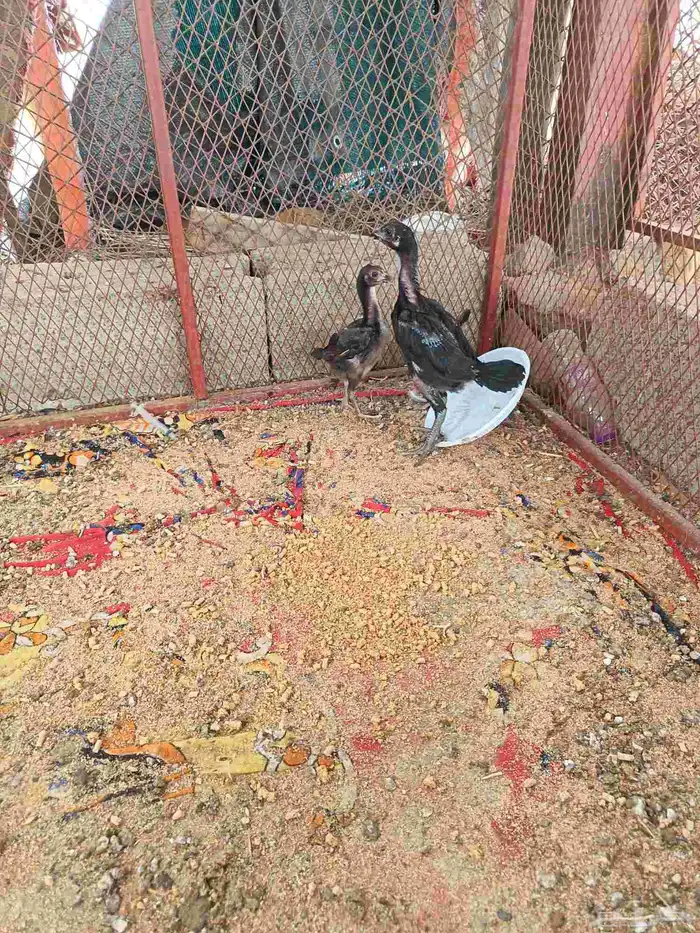 شامو الماني 1