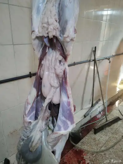 مزرعة ومراح حلال الديرة لبيع الذبايح مع خدمة الذبح والتوصيل 6
