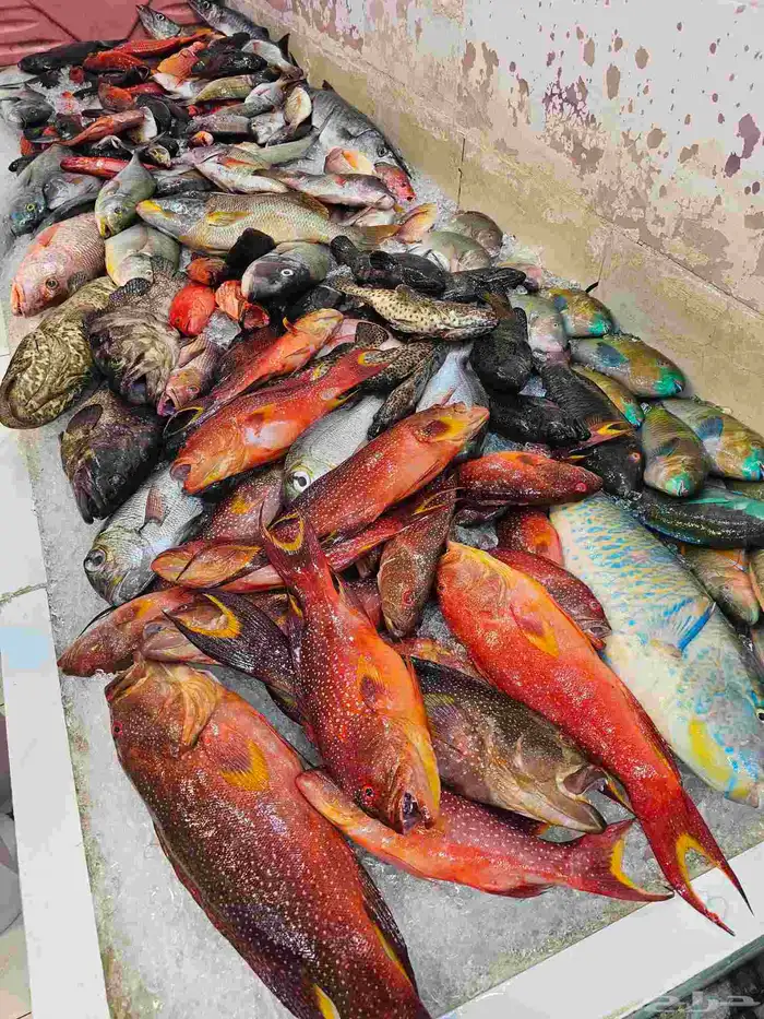 تبغا اسماك طازجه فاخره 3