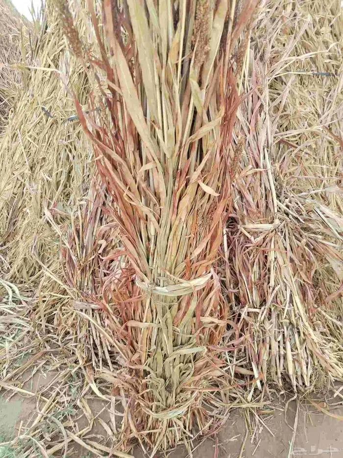 قصب يابس للبيع 0