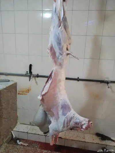 مزرعة ومراح حلال الديرة لبيع الذبايح مع خدمة الذبح والتوصيل 2