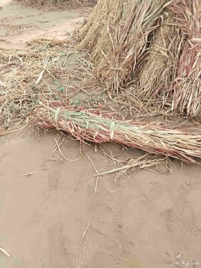 قصب يابس للبيع 1