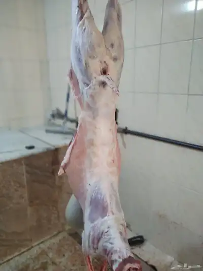 مزرعة ومراح حلال الديرة لبيع الذبايح مع خدمة الذبح والتوصيل 5