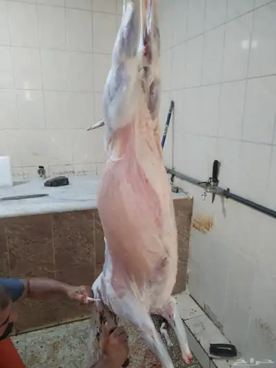 مزرعة ومراح حلال الديرة لبيع الذبايح مع خدمة الذبح والتوصيل 3