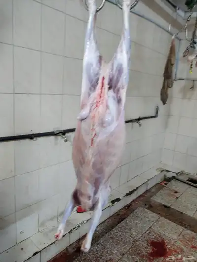 مزرعة ومراح حلال الديرة لبيع الذبايح مع خدمة الذبح والتوصيل 13