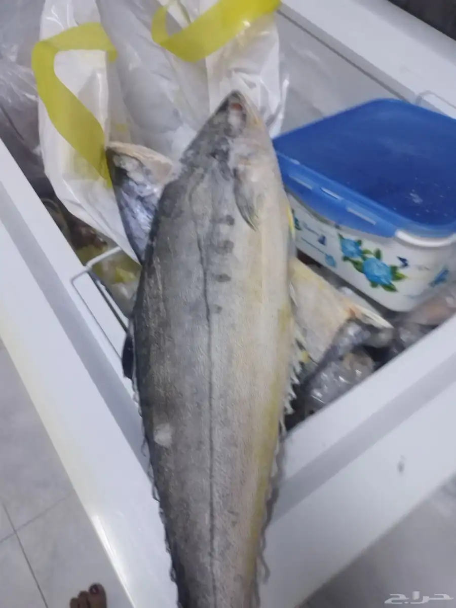 لنش صغير 4