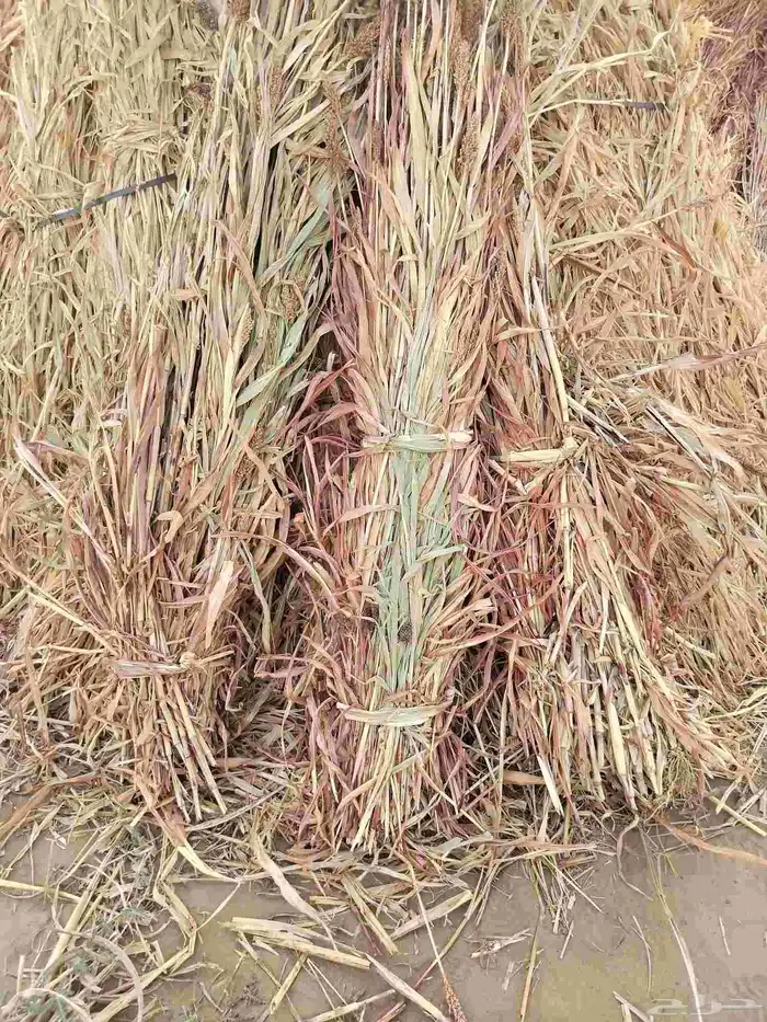 قصب يابس للبيع 2