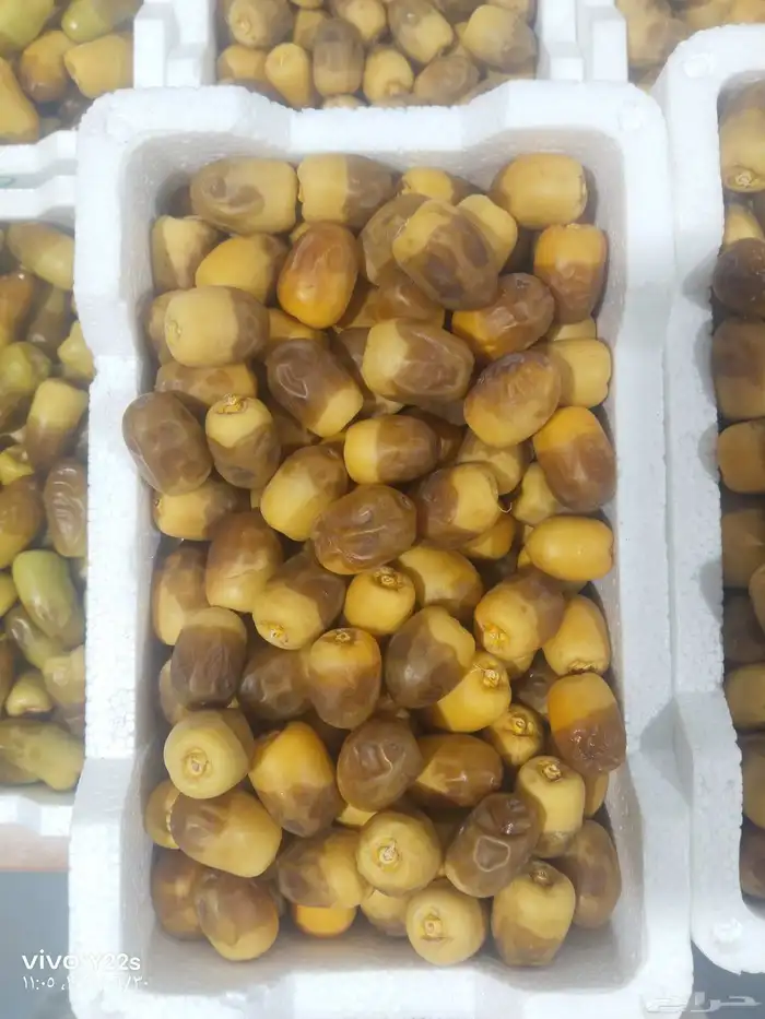 خلاص الوادي روثانه المدينة عجوه المدينة ربيعه لونه 3