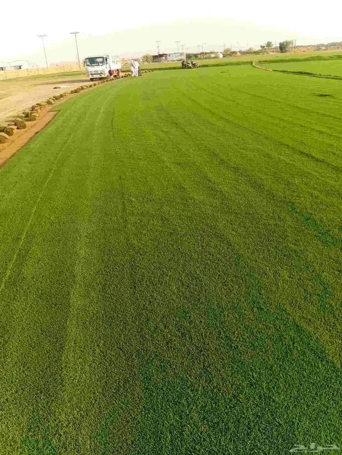 تيل سي 2000صافي وطبيعي الموقع الخرج 2