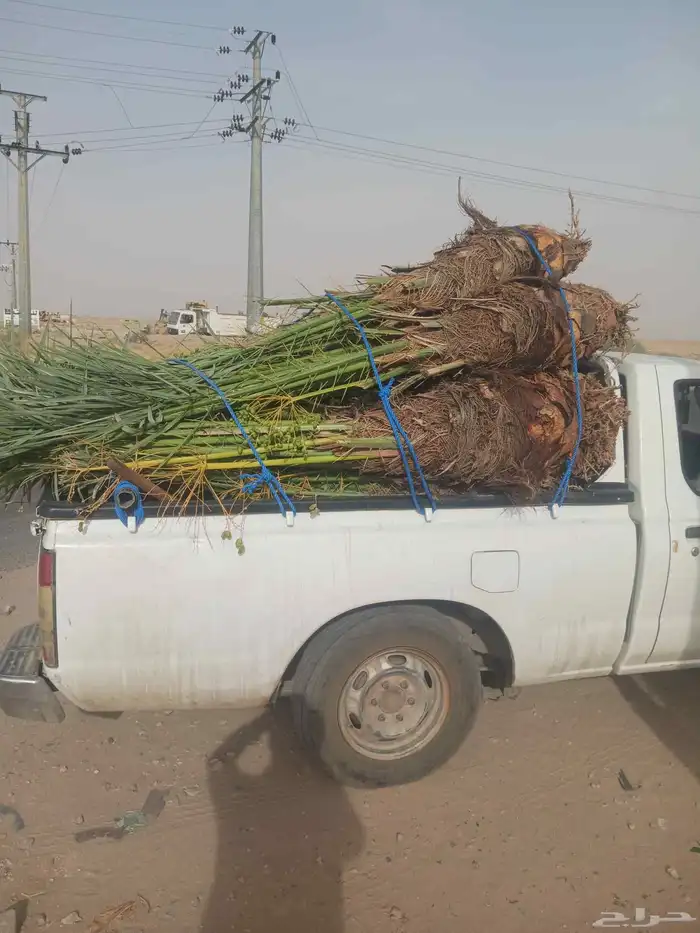 يوجد لدينا جميع انواع النخيل المثمرة وزينه 4