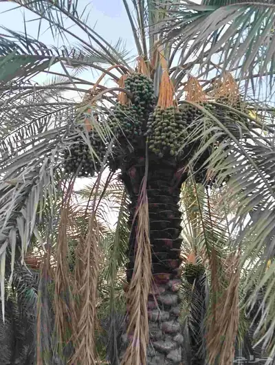 يوجد لدينا 4 000 نخله خلاص وسكري مزرعه للبيع الطمره وهذا الش 0