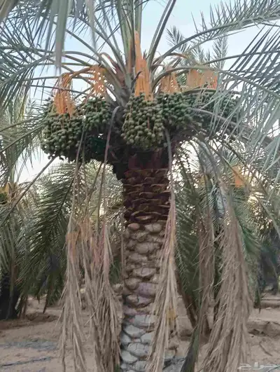 يوجد لدينا 4 000 نخله خلاص وسكري مزرعه للبيع الطمره وهذا الش 5
