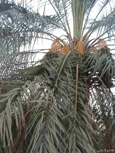 يوجد لدينا 4 000 نخله خلاص وسكري مزرعه للبيع الطمره وهذا الش 4