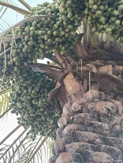 يوجد لدينا 4 000 نخله خلاص وسكري مزرعه للبيع الطمره وهذا الش 3