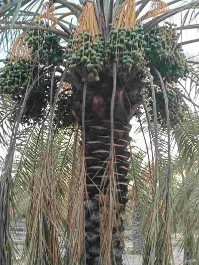 يوجد لدينا 4 000 نخله خلاص وسكري مزرعه للبيع الطمره وهذا الش 8
