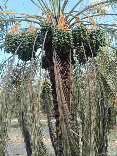 يوجد لدينا 4 000 نخله خلاص وسكري مزرعه للبيع الطمره وهذا الش 9