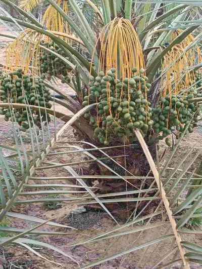 يوجد لدينا 4 000 نخله خلاص وسكري مزرعه للبيع الطمره وهذا الش 6