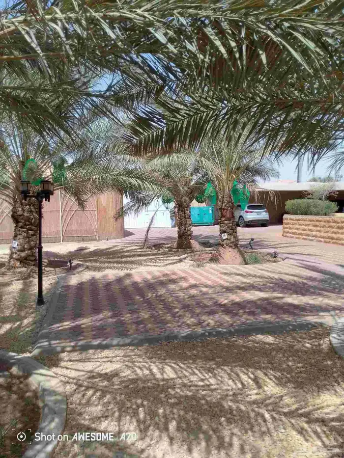 اعمل جميع اشكال النخيل تخليش النخل تلقيح وتشويه وتعديل 2