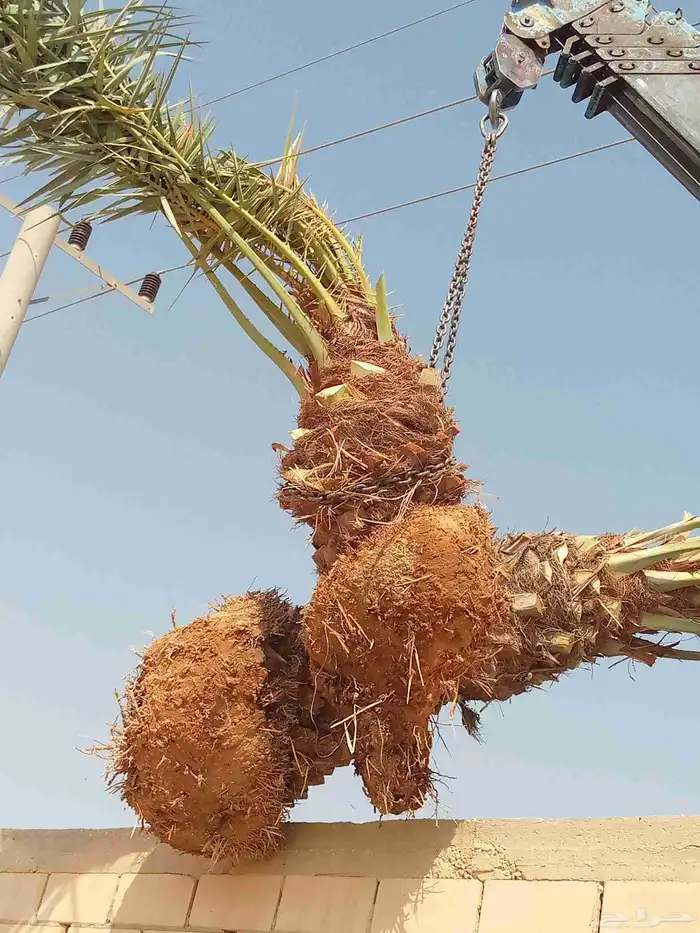 نخل للبيع غرايس هلالي اخلاص صقعي عنبر نبوت نخيل نقايل فروخ 6