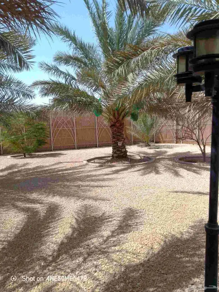 اعمل جميع اشكال النخيل تخليش النخل تلقيح وتشويه وتعديل 0