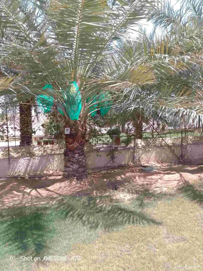 اعمل جميع اشكال النخيل تخليش النخل تلقيح وتشويه وتعديل 3
