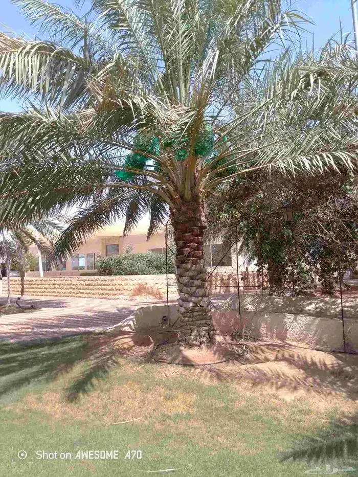 اعمل جميع اشكال النخيل تخليش النخل تلقيح وتشويه وتعديل 1