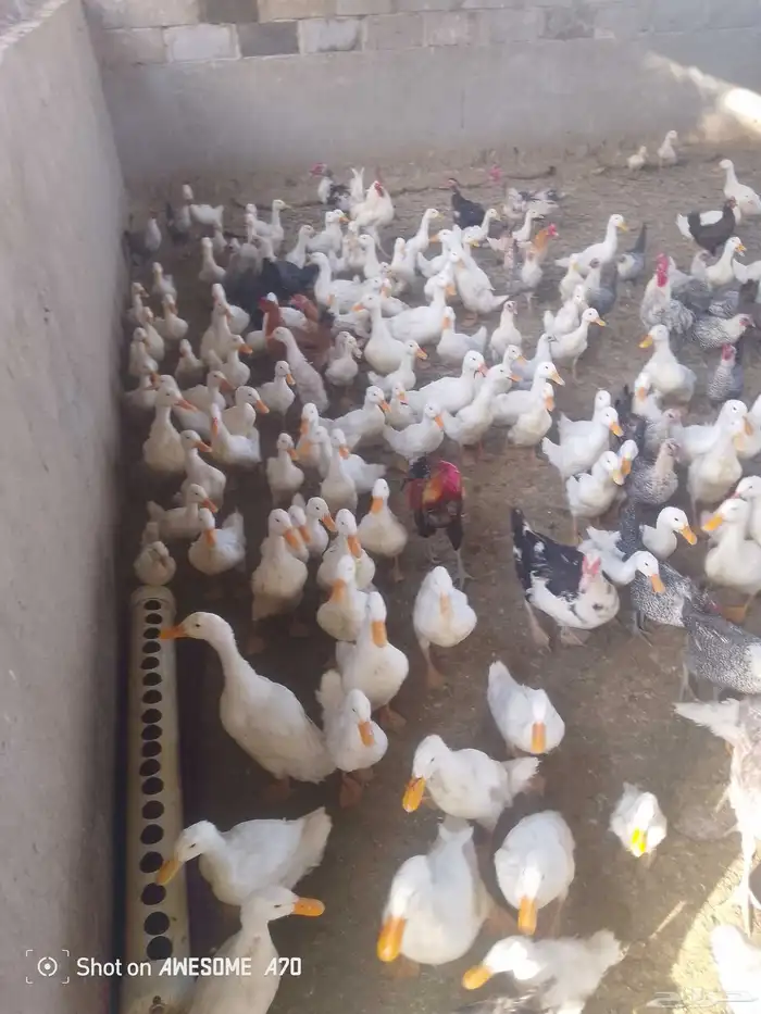 بط بكيني 1