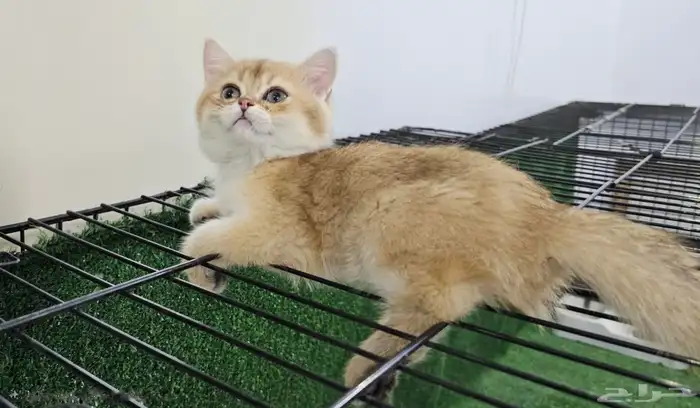 كتن أنثى سكوتش 3