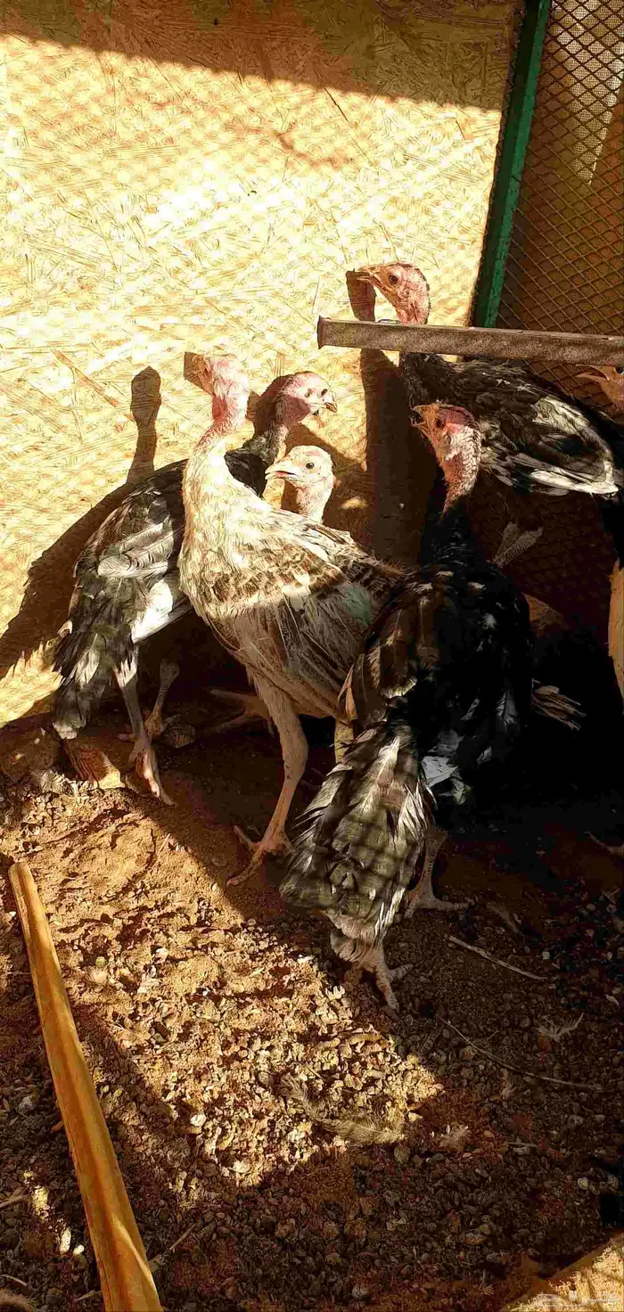 تم البيع صيصان رومي 1