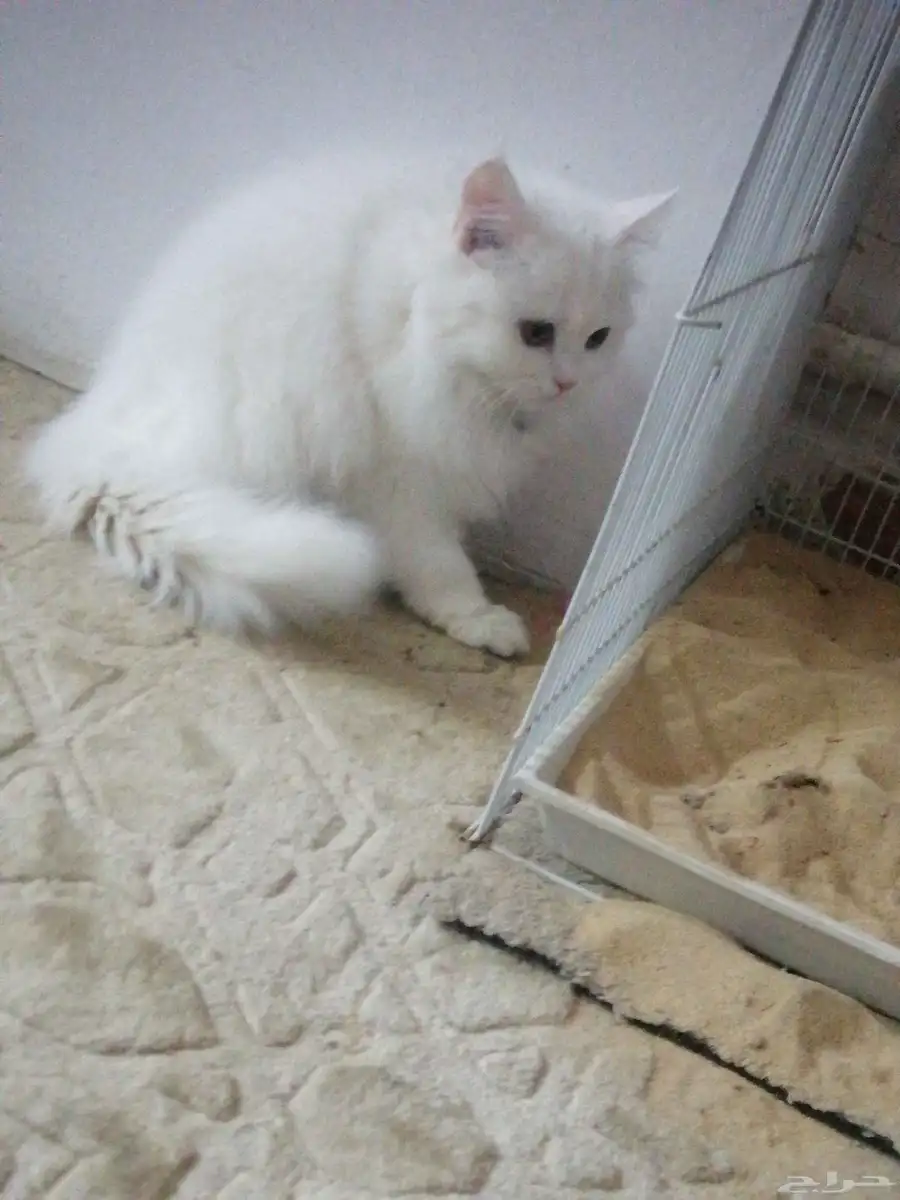 قط انثى الون واضح العمر سنه ونص حركيه لعوبه 1