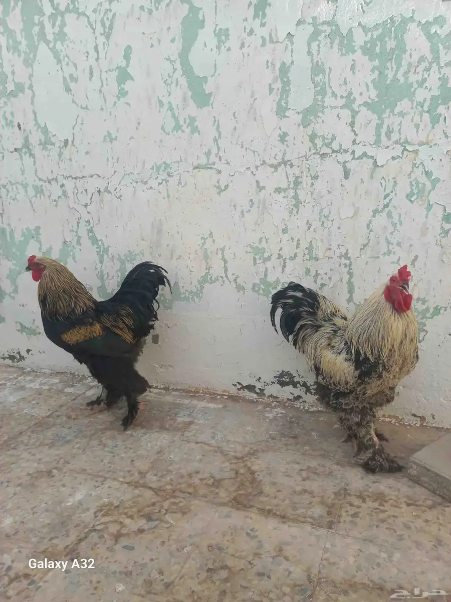 Brahma Bantam both Male 2