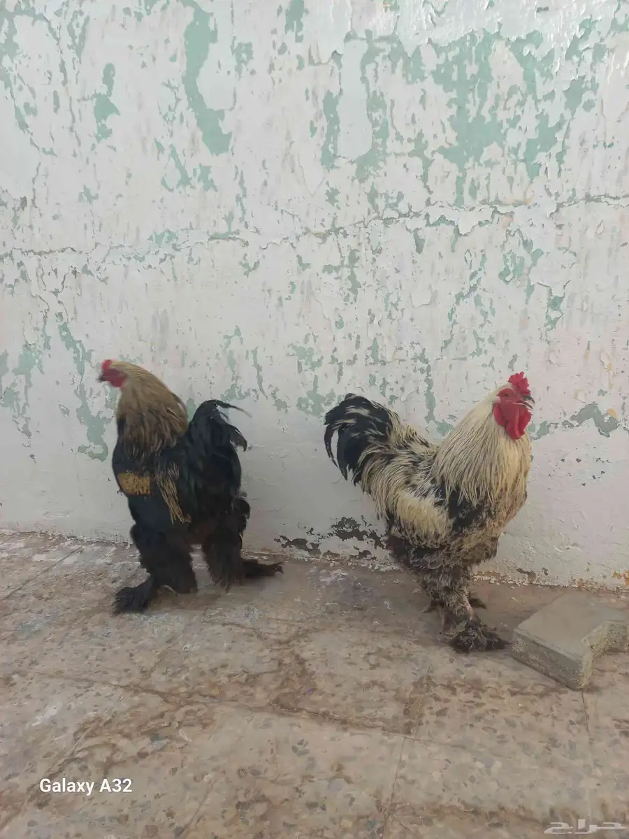 Brahma Bantam both Male 1