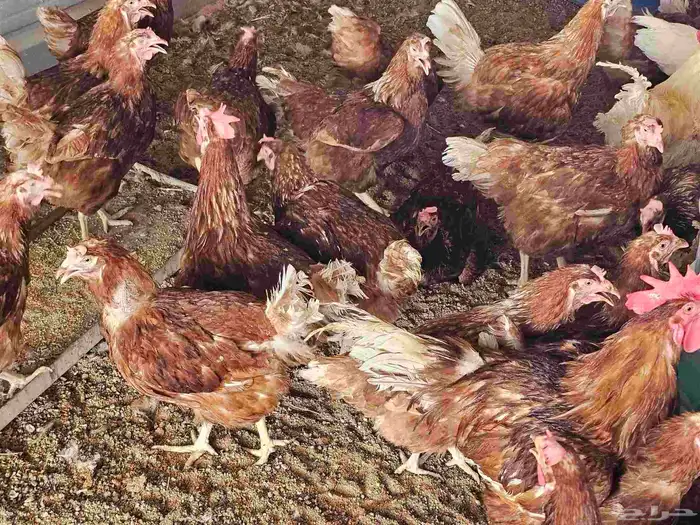 دجاج لوهمان براون 0