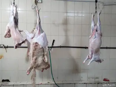 مزرعة ومراح حلال الديرة لبيع الذبايح مع خدمة الذبح والتوصيل 14
