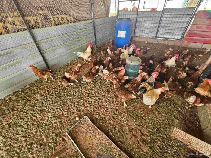 دجاج لوهمان براون 1