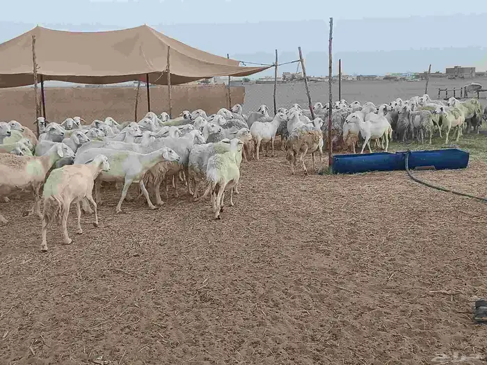 ضان مراح العدد 120 تحتها 30 والباقي دفيع مقاريب 2